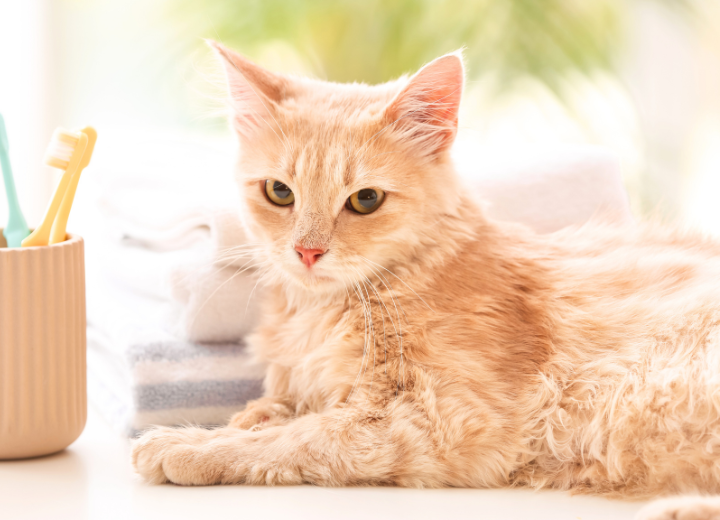 【春が来る前に】福岡の気候とペットの健康管理